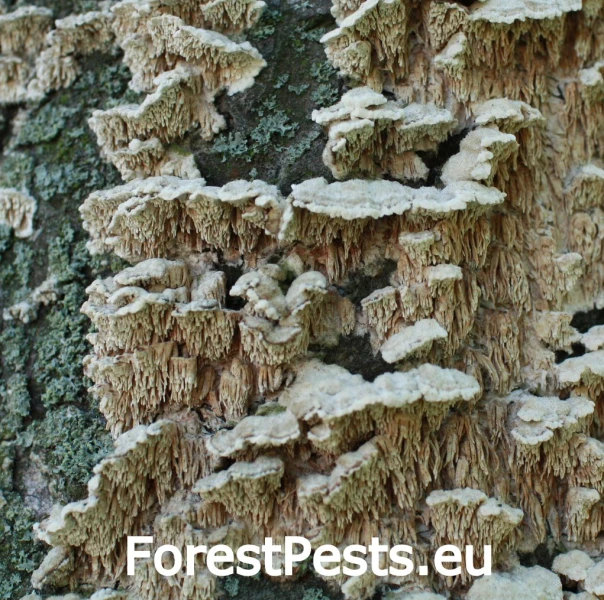 Chlpatica jednofarebn&aacute;