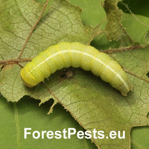 Mora dubinov&aacute;