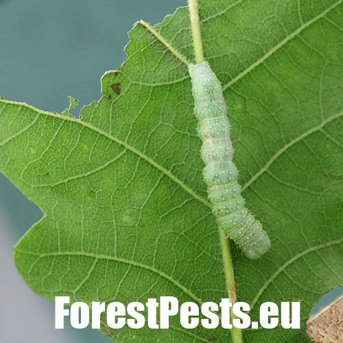 Mora Lithophane ornithopus