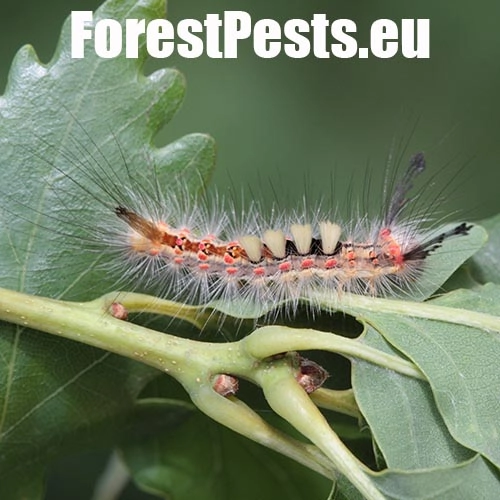 &Scaron;tetinavec trnkov&yacute; 