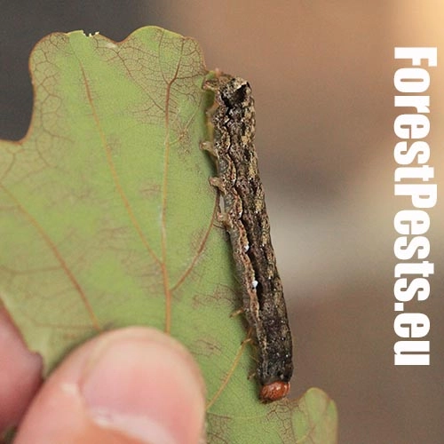 Mora h&aacute;jov&aacute;