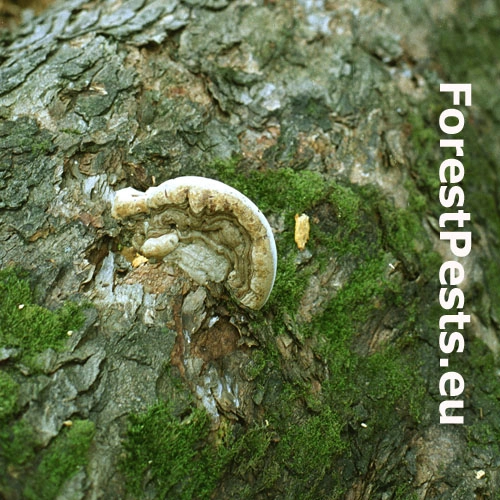 Lesklok&ocirc;rovka tmav&aacute;