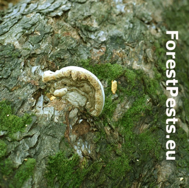 Lesklok&ocirc;rovka tmav&aacute;