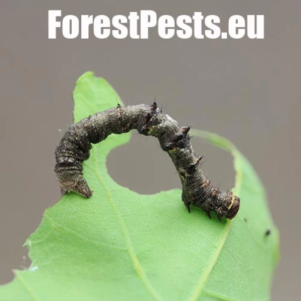 Piadivka hru&scaron;kov&aacute;