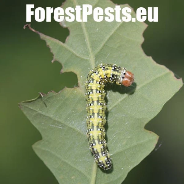 M&ocirc;rka dubov&aacute;