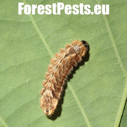 Ostr&ocirc;žk&aacute;r dubov&yacute;