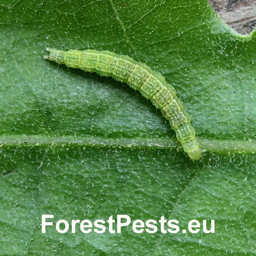 Molička topoľov&aacute;