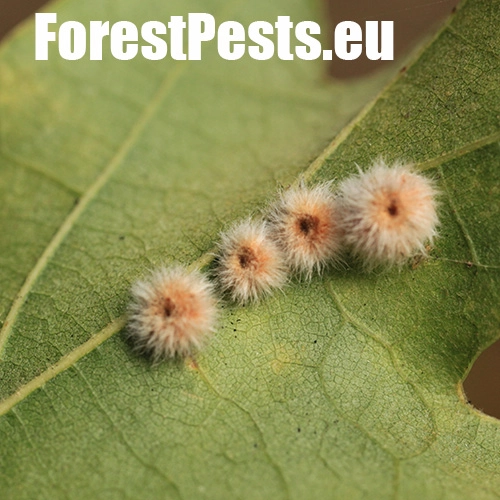 Hrčiarka Neuroterus lanuginosus