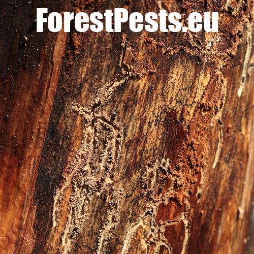 Lykokaz pňov&yacute;