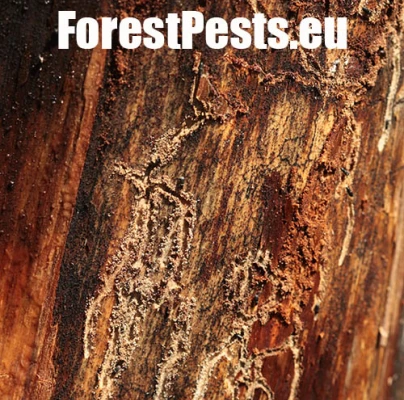 Lykokaz pňov&yacute;