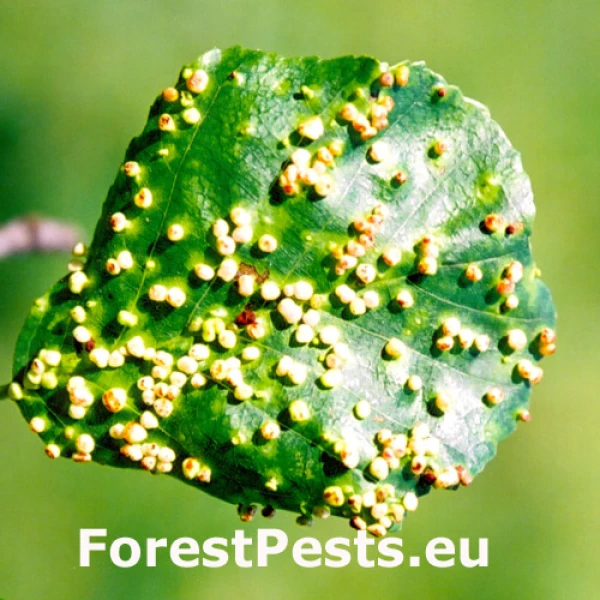 Roztoč vlnovn&iacute;k jel&scaron;ov&yacute;