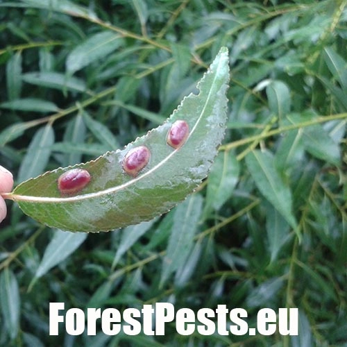 Hrčiarka Pontania proxima