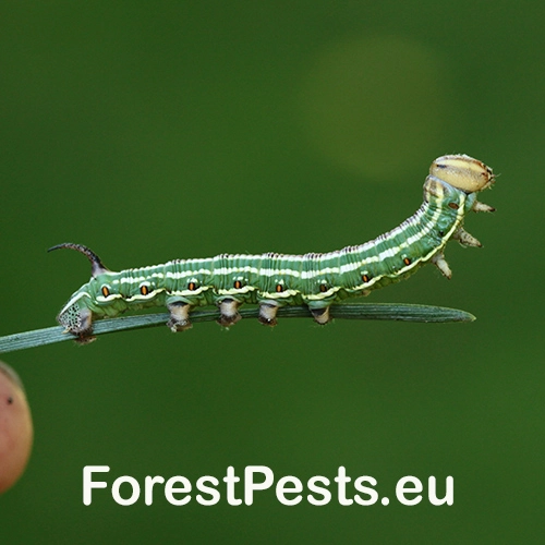 Ly&scaron;aj borovicov&yacute;