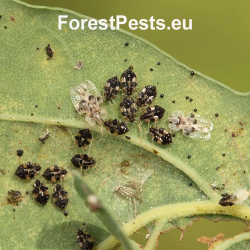 Sietnička dubov&aacute;