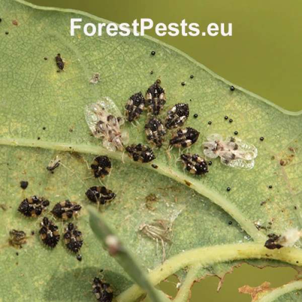 Sietnička dubov&aacute;