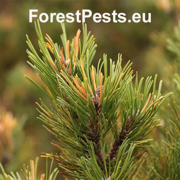 Byľomor borovicov&yacute;