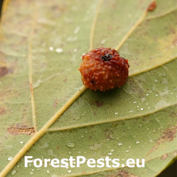 Hrčiarka Trigonaspis synaspis