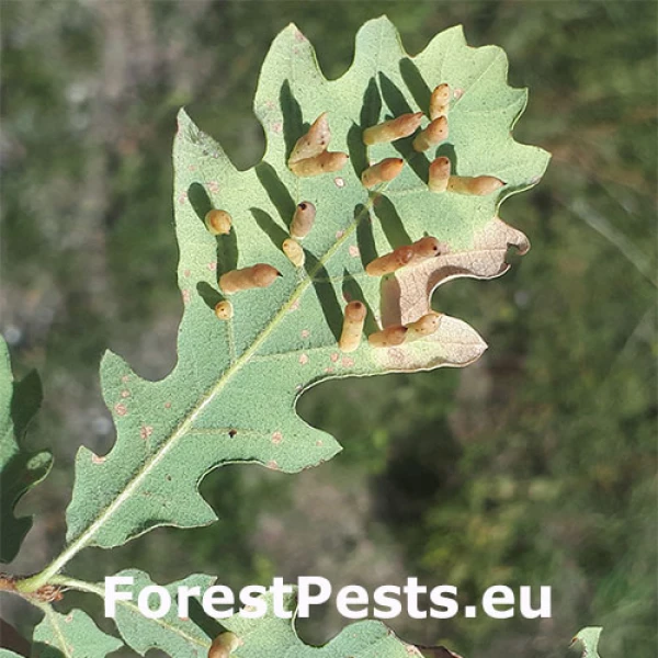 Hrčiarka Cynips cornifex