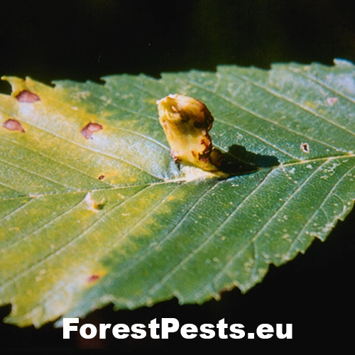 Vlnačka hrebienkov&aacute;
