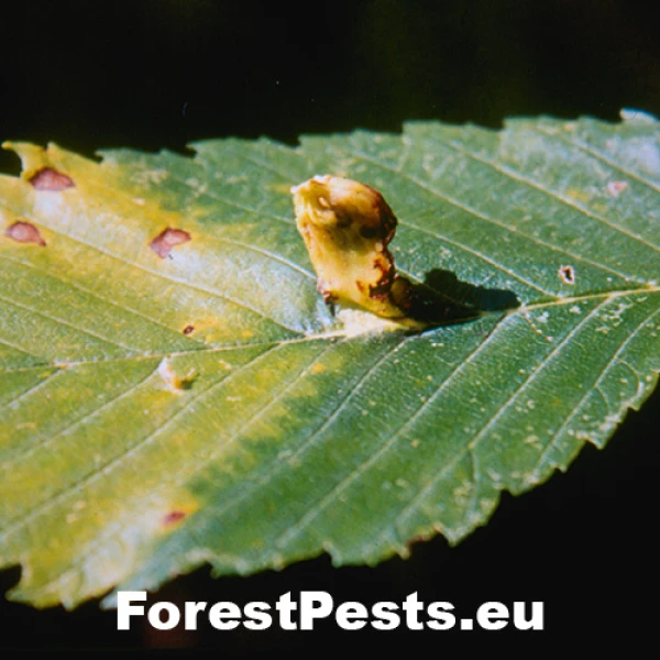 Vlnačka hrebienkov&aacute;