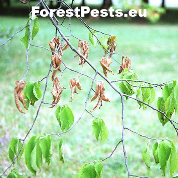 Ofiost&oacute;ma brestov&aacute;