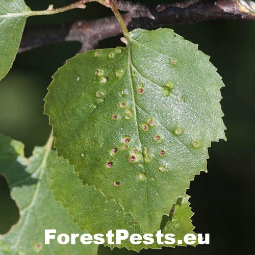 Roztoč Eriophyes leionotus