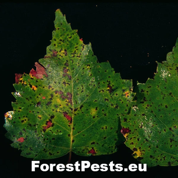 Hrdzovn&iacute;k brezov&yacute;