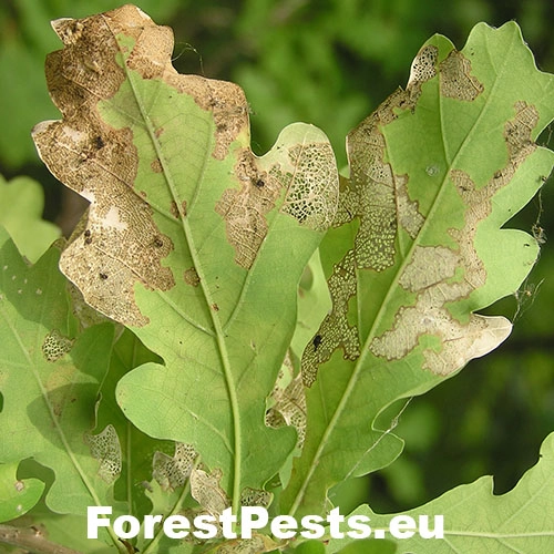 Liskavka Altica quercetorum