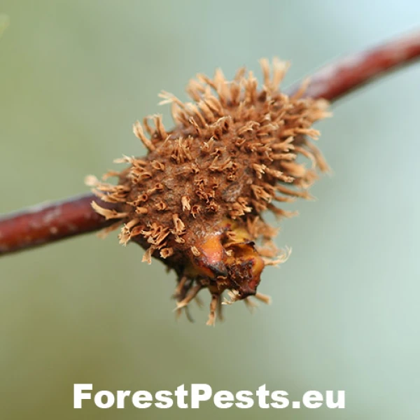 Hrdzavka hlohov&aacute;