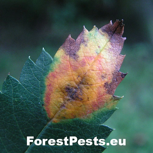 Hrdzavka jarabinov&aacute;