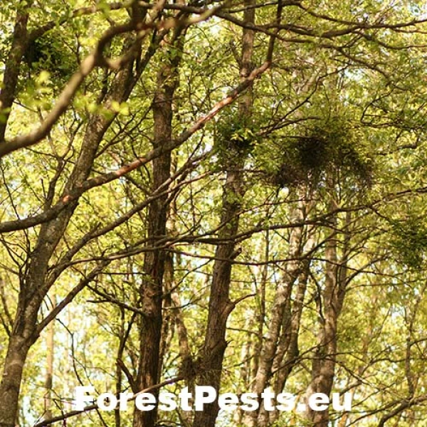 Grmann&iacute;k brezov&yacute;