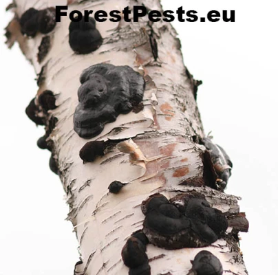 Dald&iacute;nia koncentrick&aacute;