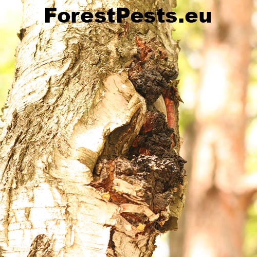 Ry&scaron;avec &scaron;ikm&yacute;