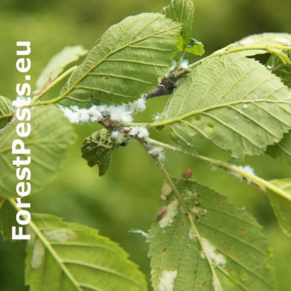 M&eacute;ra jel&scaron;ov&aacute;