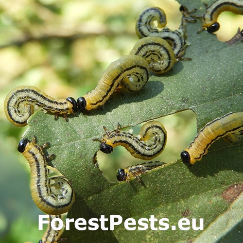 Piliarka Hemichroa crocea