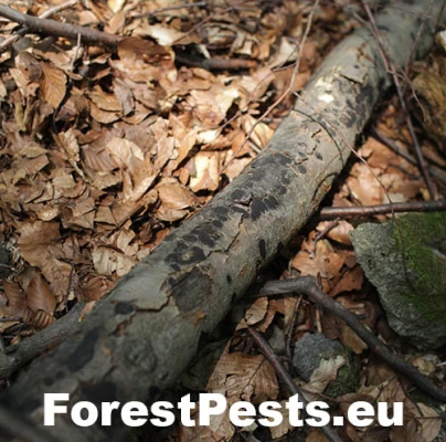 Peniazovček početn&yacute;