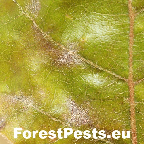 Fytoft&oacute;ra bukov&aacute;