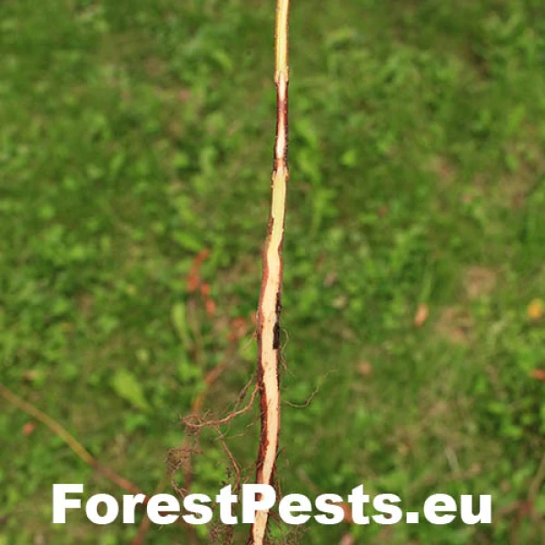 Pabodkovec duglaskov&yacute;