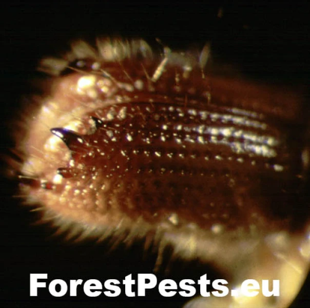 Lykožr&uacute;t jedľov&yacute;