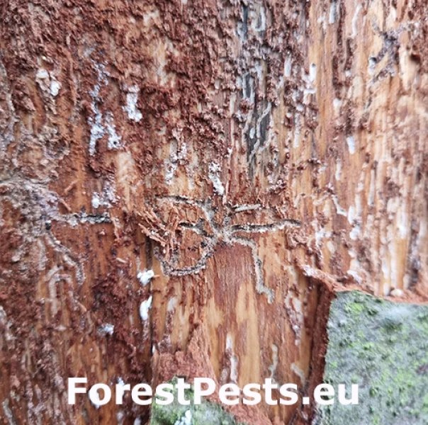 Lykožr&uacute;t prostredn&yacute;