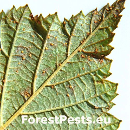 Hrdzovn&iacute;k Hiratsukanov