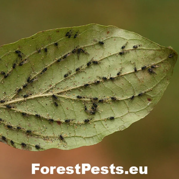 Vo&scaron;ka Anoecia corni