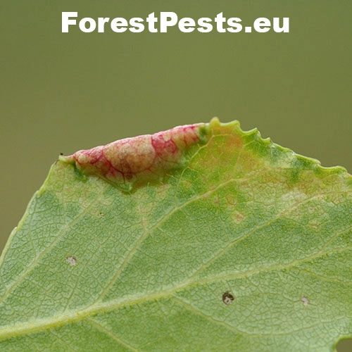 Obaľovač Ancylis laetana