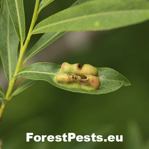 Piliarka Pontania dolichura