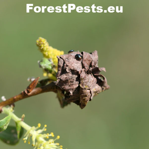 Byľomor ružicov&yacute;