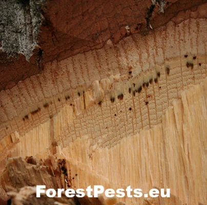 Grafi&oacute;za dubov