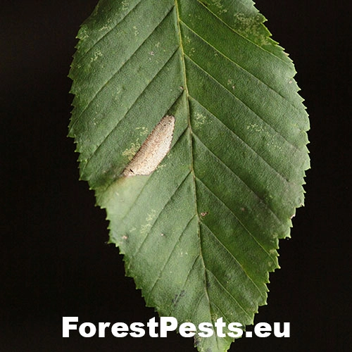 Plosk&aacute;čik Phyllonorycter tenerella