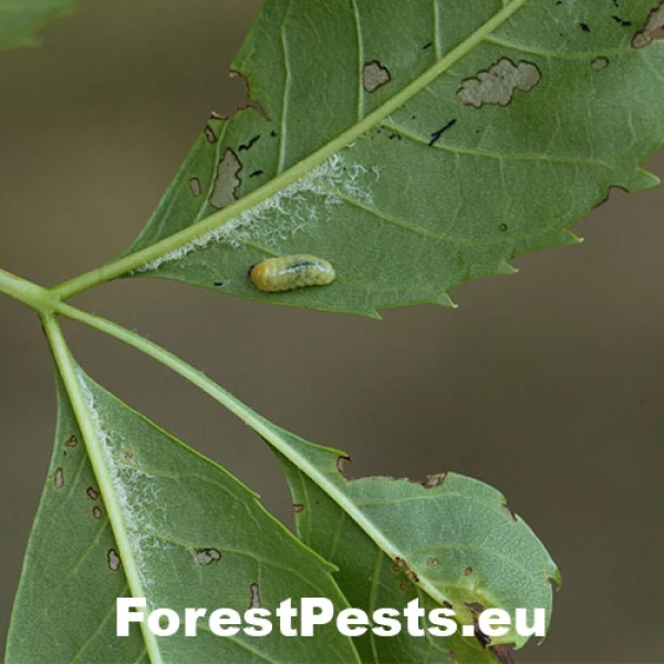 Nos&aacute;nik Stereonychus fraxini