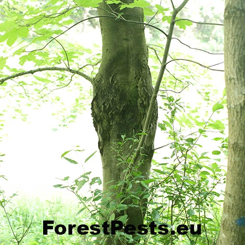 Eutypelka javorov&aacute;