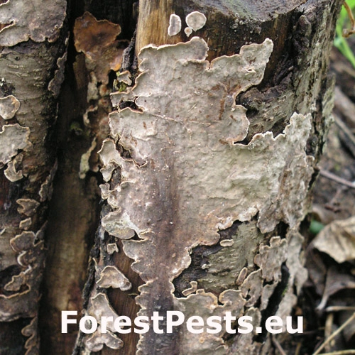 Pevn&iacute;k zvr&aacute;snen&yacute;